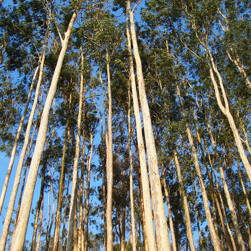 ECO - Economia online