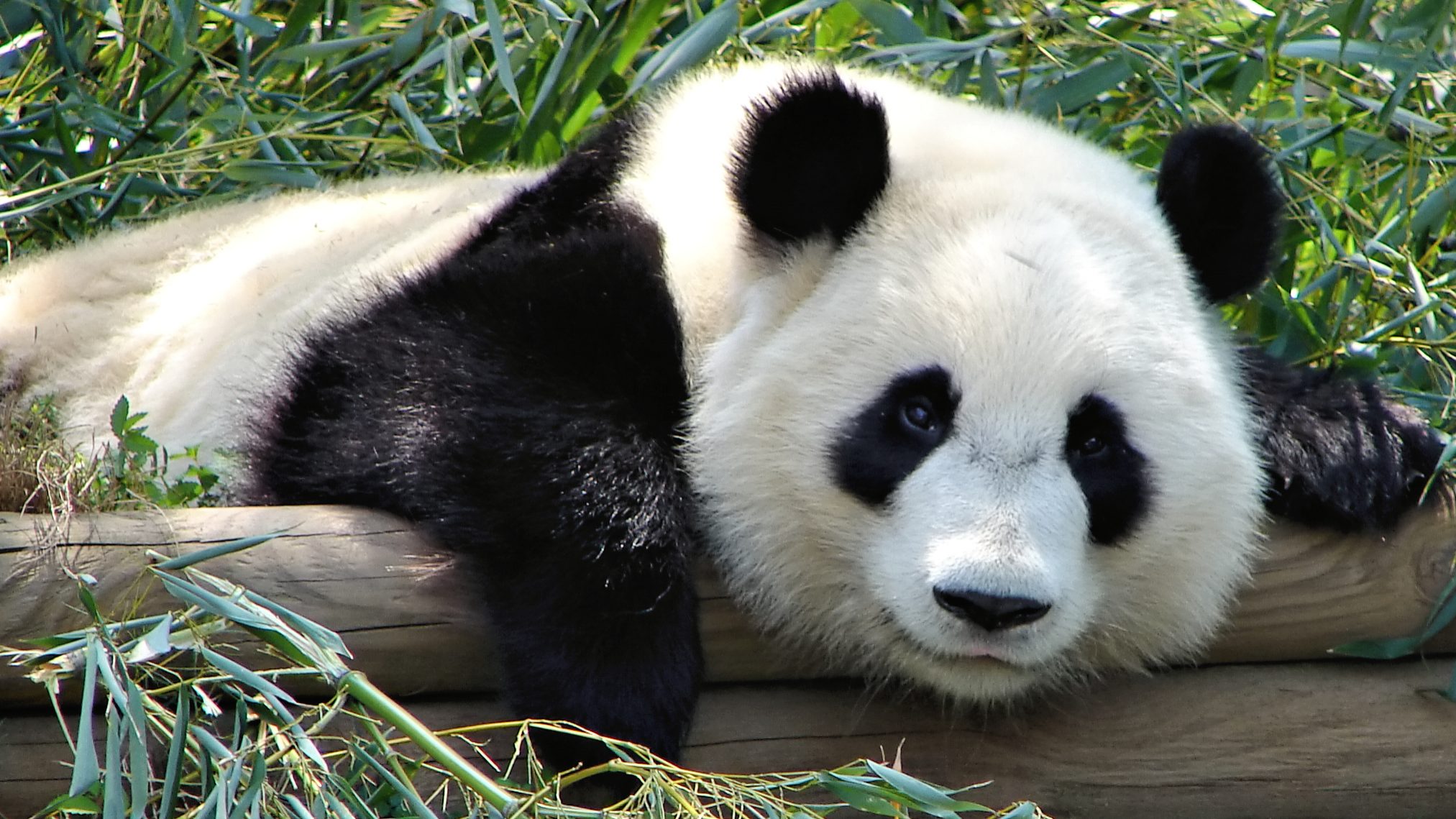 Portugal emite panda bonds com cup o de 4 09 procura triplicou oferta