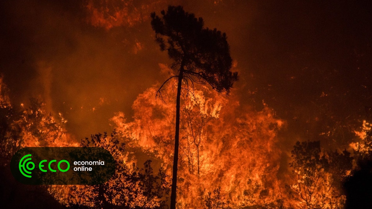 España se enfrenta a una ola de calor y los incendios ya han quemado más de 13.000 hectáreas – ECO
