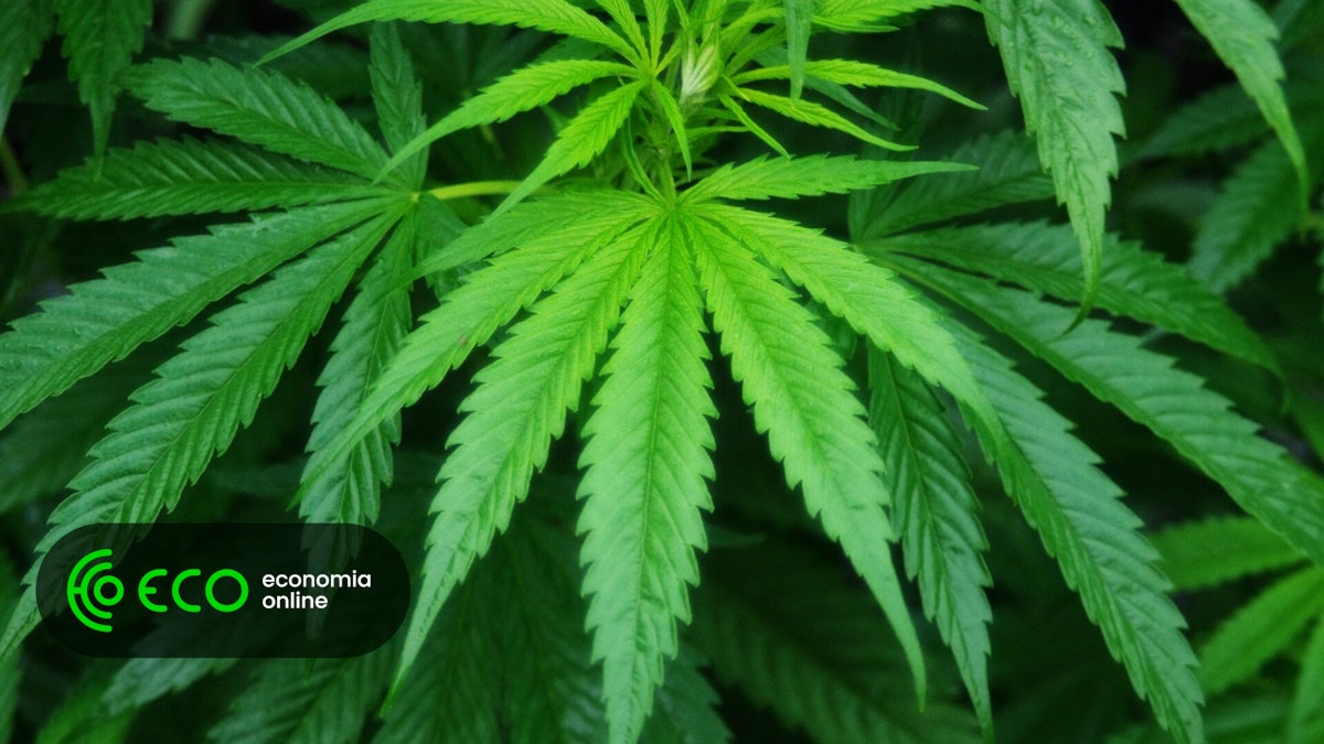 AceCann angaria 15 milhões para construir centro de cultivo de canábis em Portugal