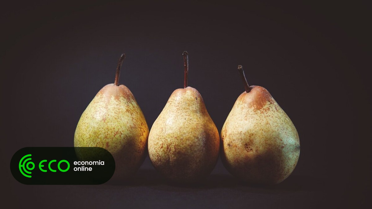 Colheita de Pera Rocha do Oeste desce 13% para 107 mil toneladas – ECO