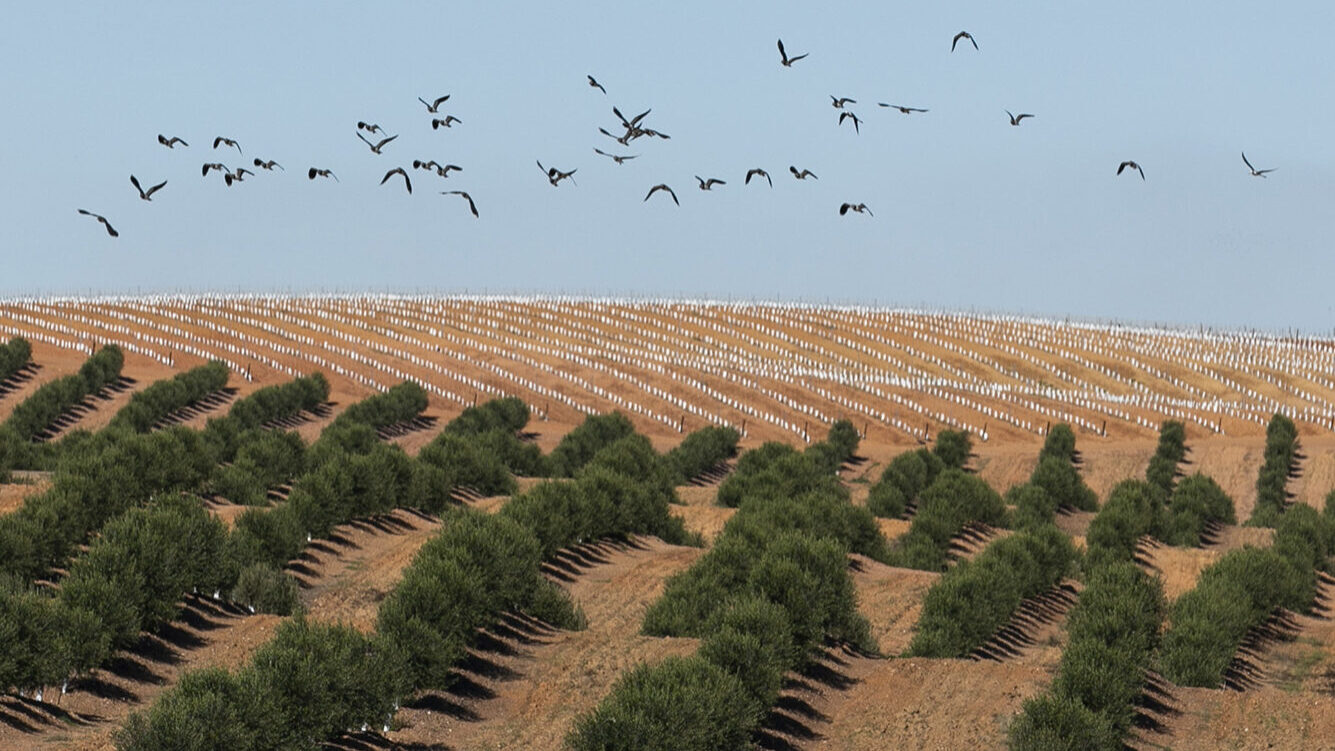 Reportagem olivicultura no Alentejo - 29OUT20