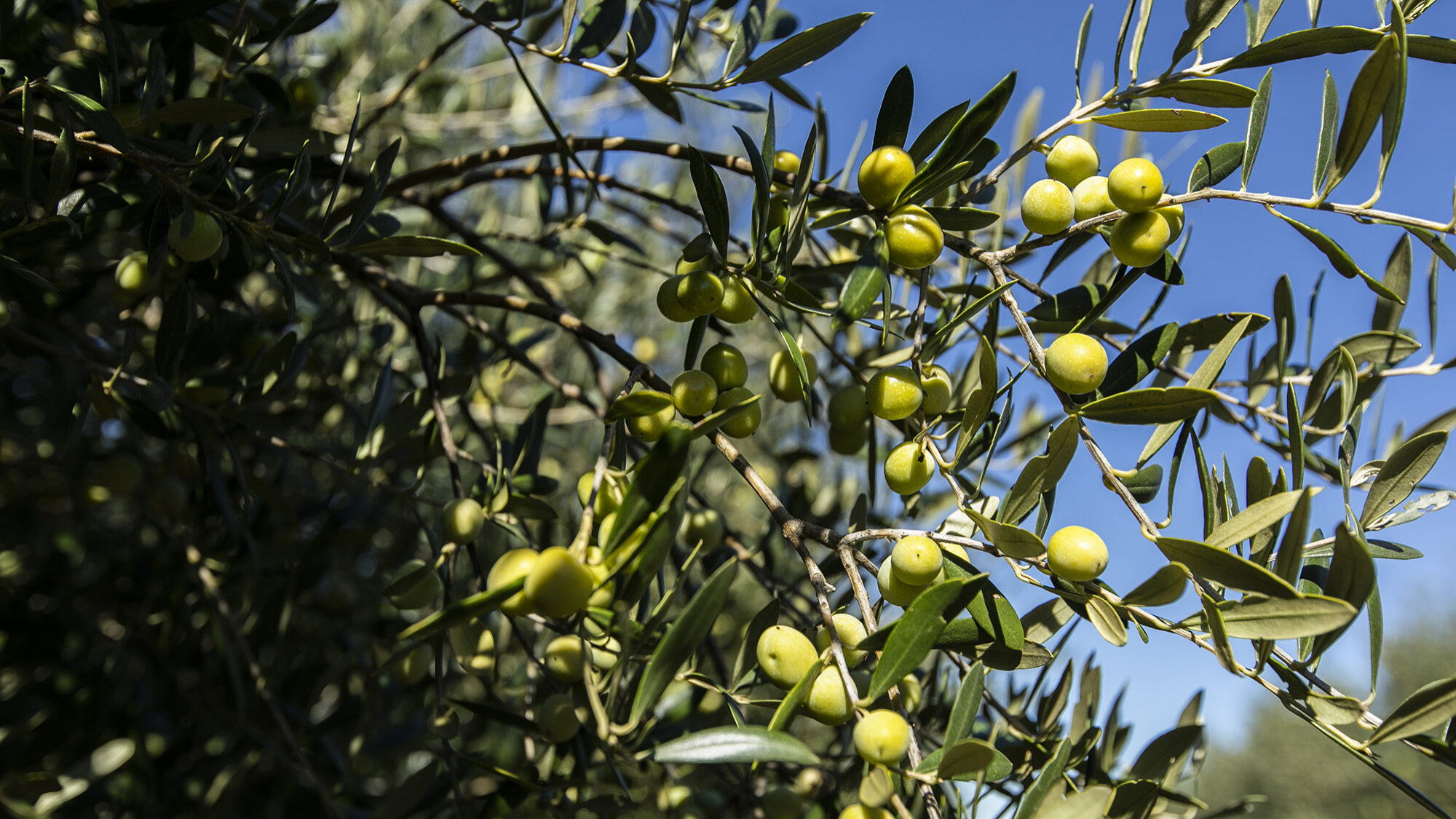 Reportagem olivicultura no Alentejo - 29OUT20