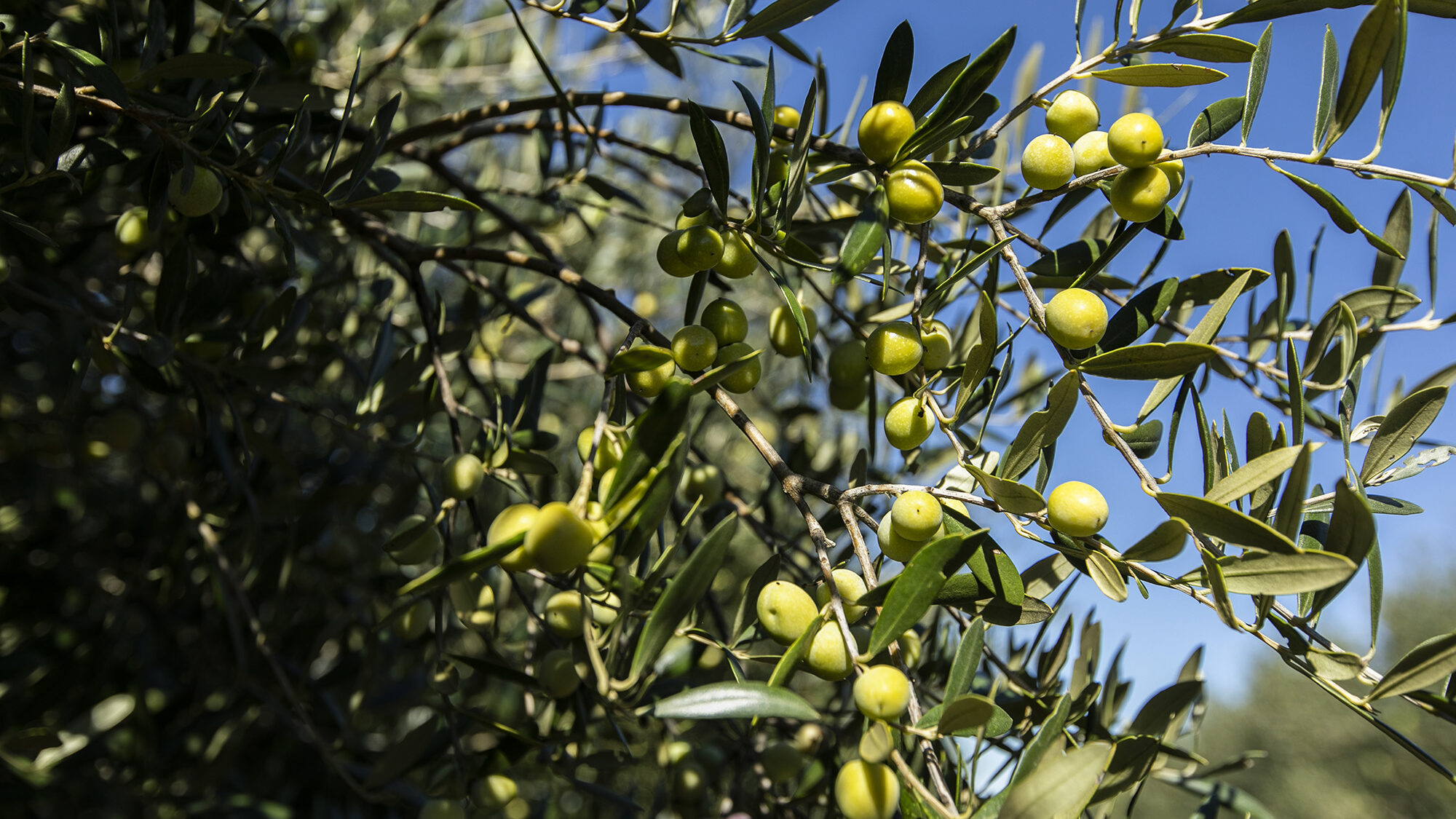 Reportagem olivicultura no Alentejo - 29OUT20