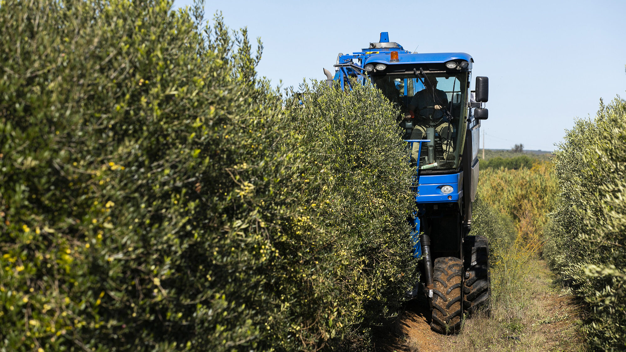 Reportagem olivicultura no Alentejo - 29OUT20