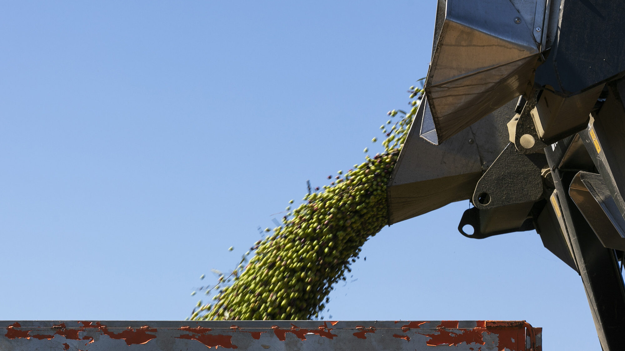 Reportagem olivicultura no Alentejo - 29OUT20