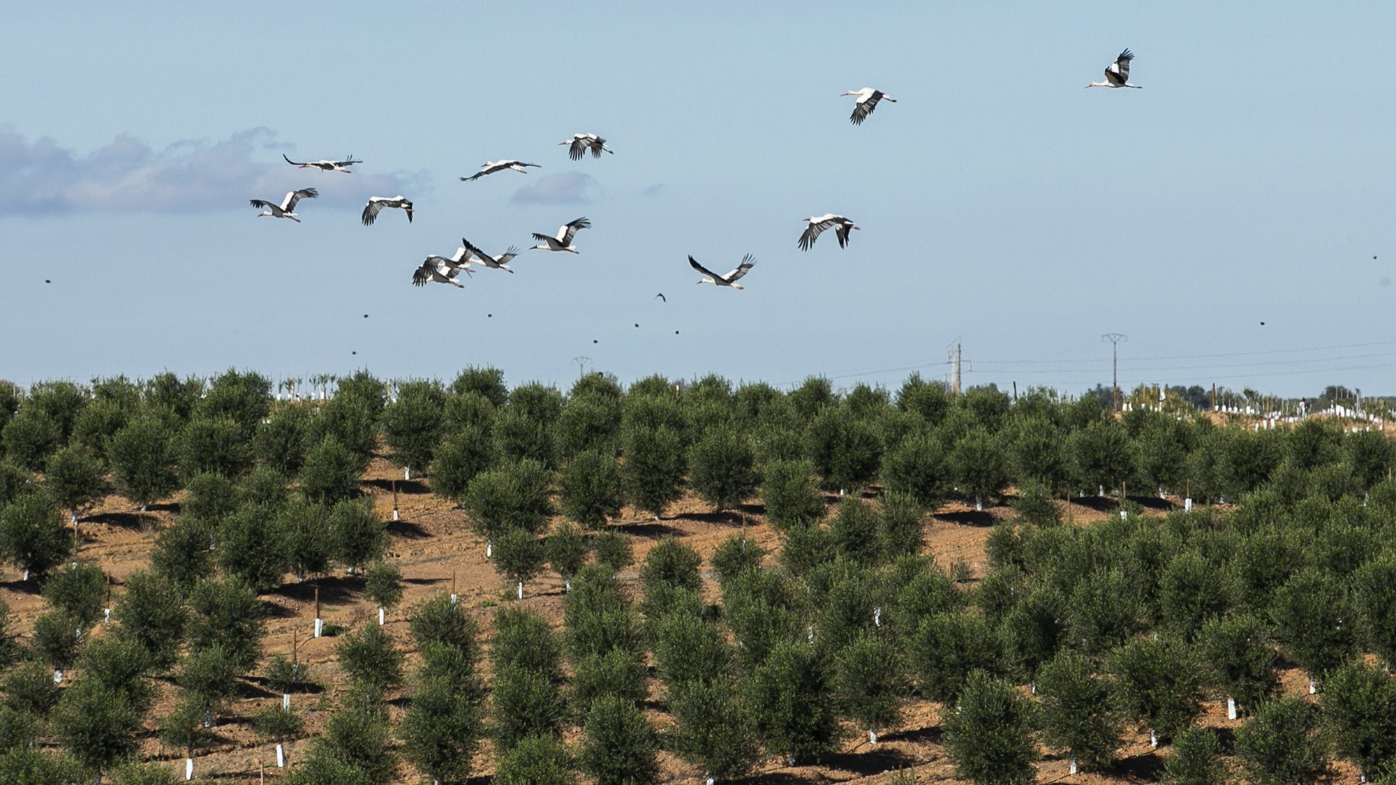 Reportagem olivicultura no Alentejo - 29OUT20