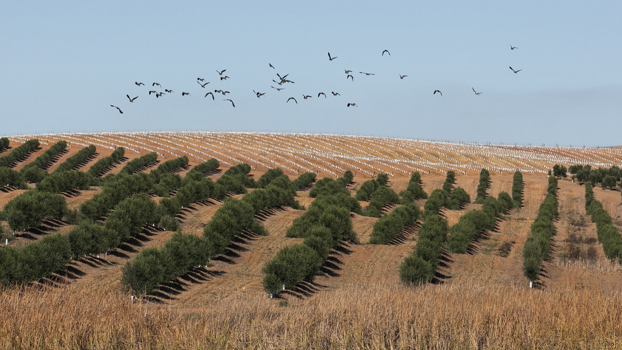 Reportagem olivicultura no Alentejo - 29OUT20