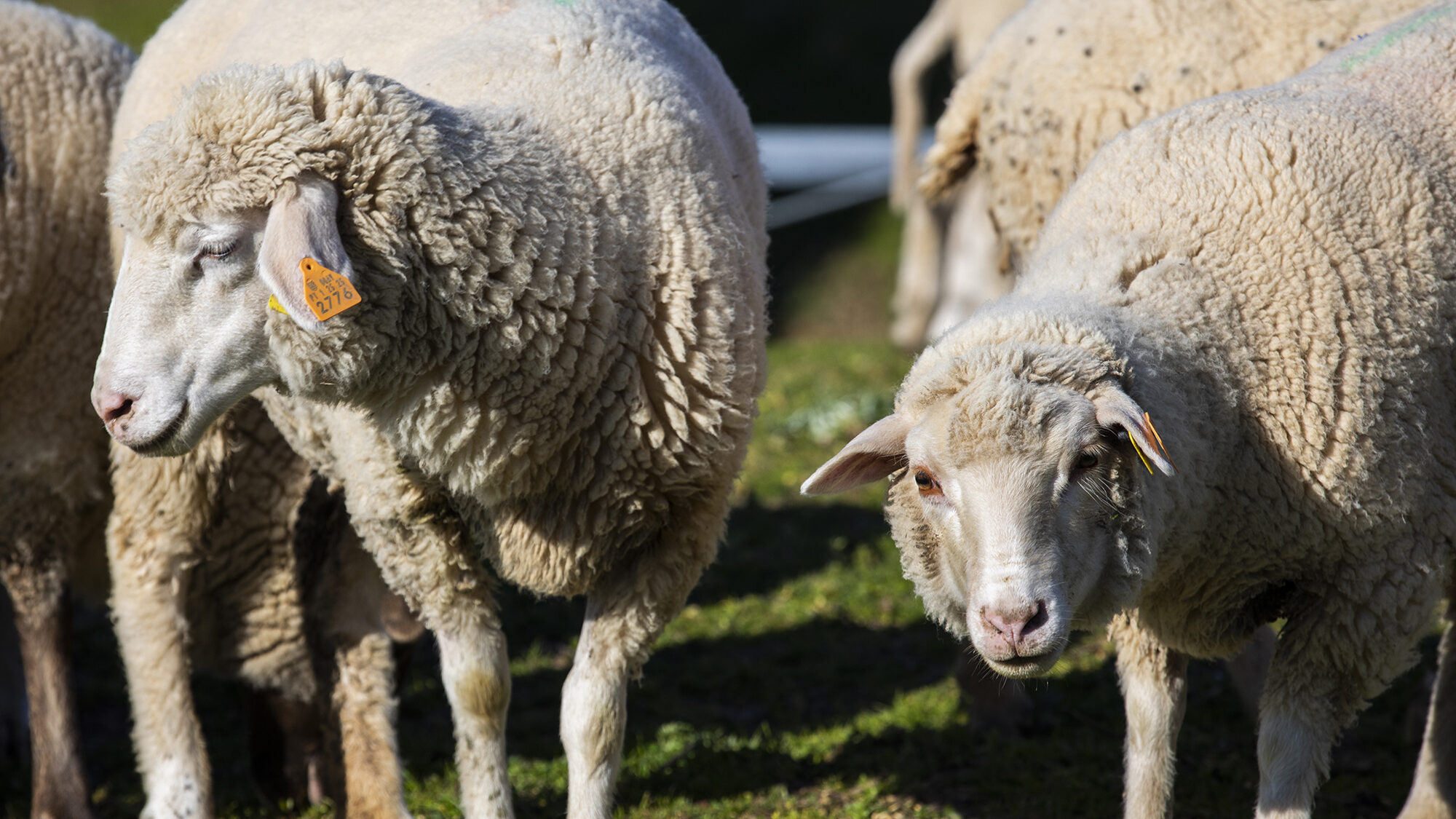 Support for the installation of new livestock farmers with a 30,000 euro grant
