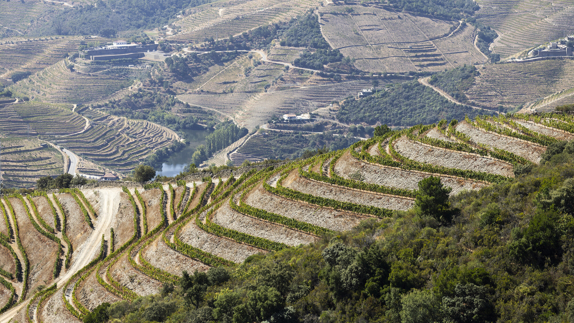 Reportagem na Quinta do Crasto - 10SET24