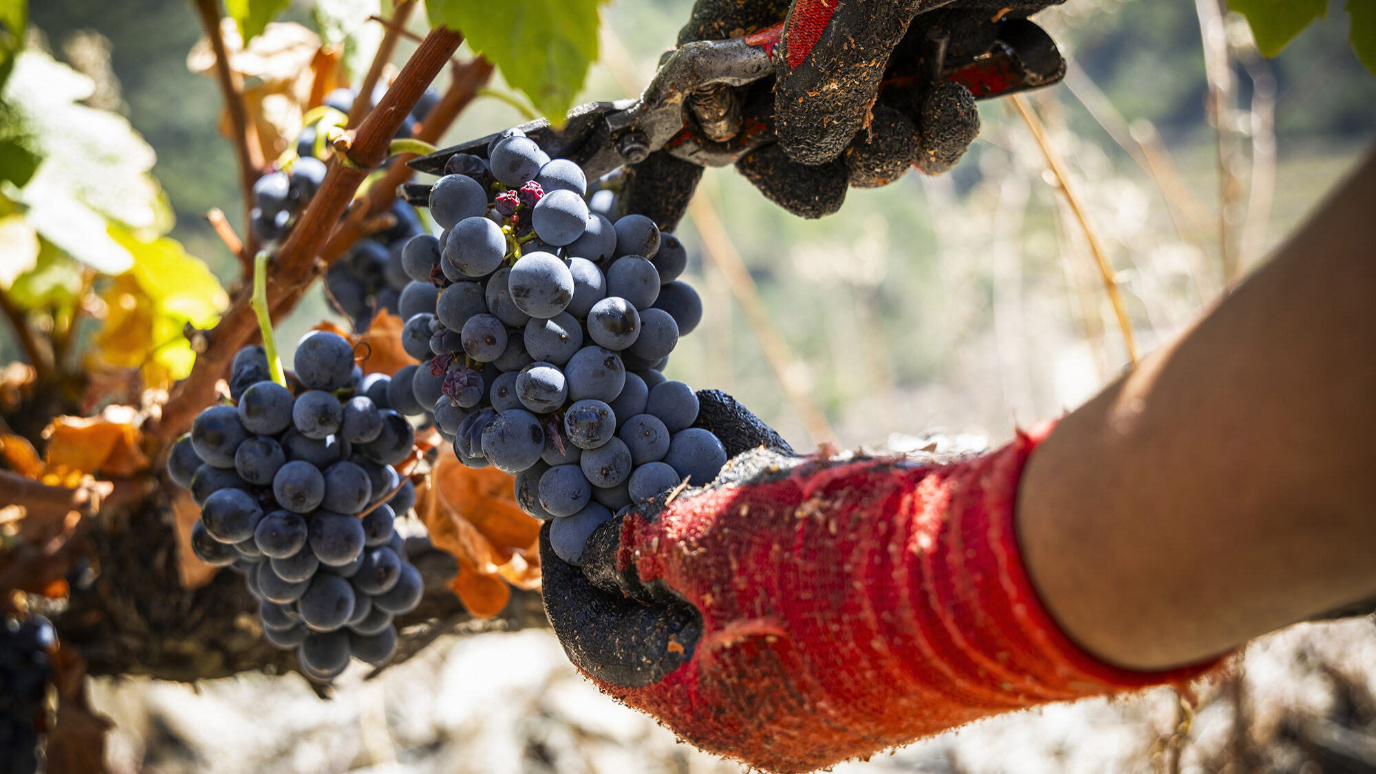 Reportagem na Quinta do Crasto - 10SET24