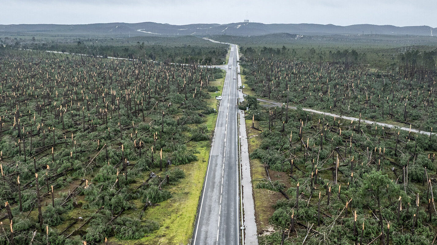 Bad weather: Private owners to receive vouchers between 1,000 and 1,500 euros per hectare for forest clearing, says minister
