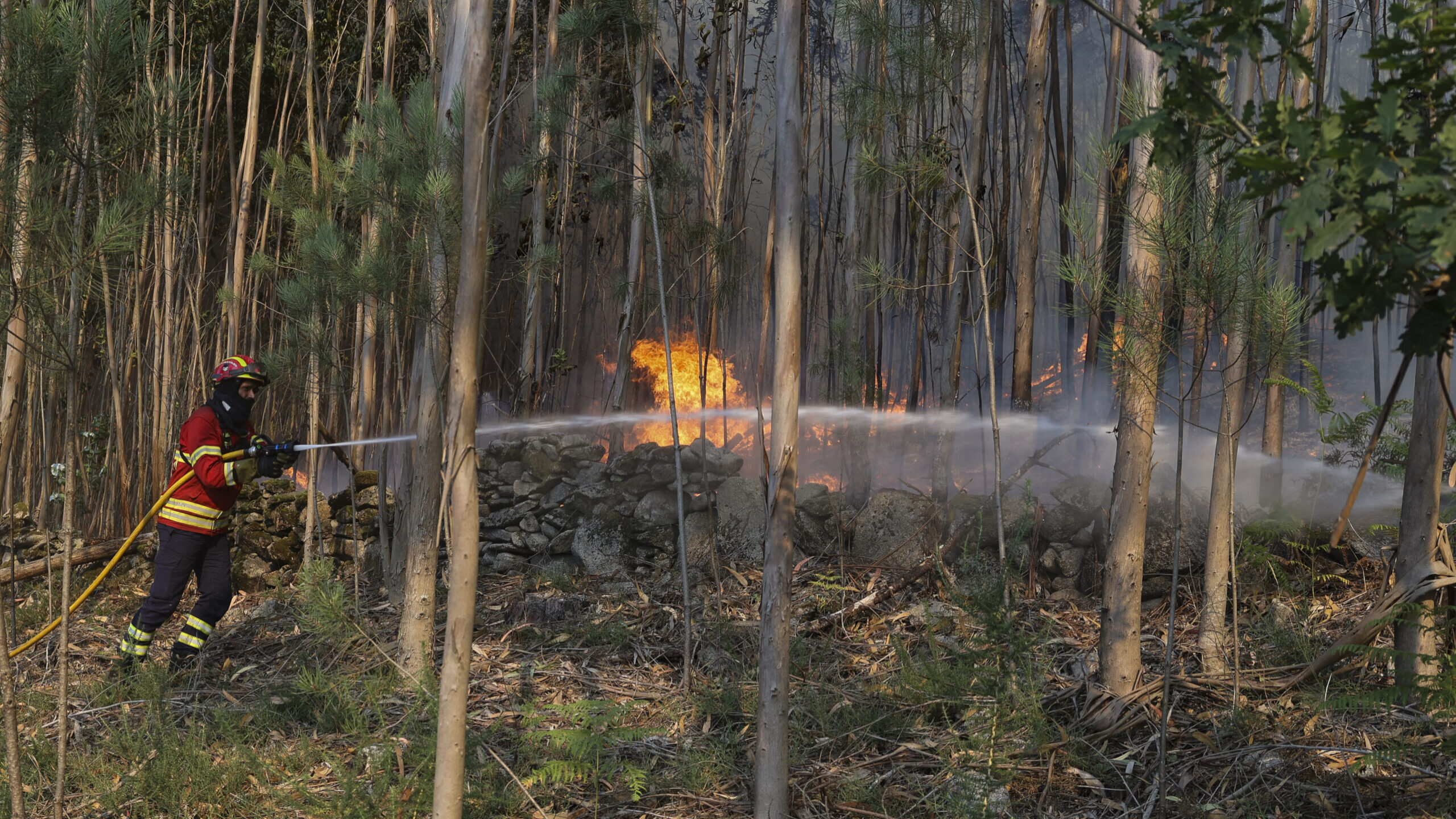 fogo, incêncios, risco de incêncio, calor, mato, floresta, fumo