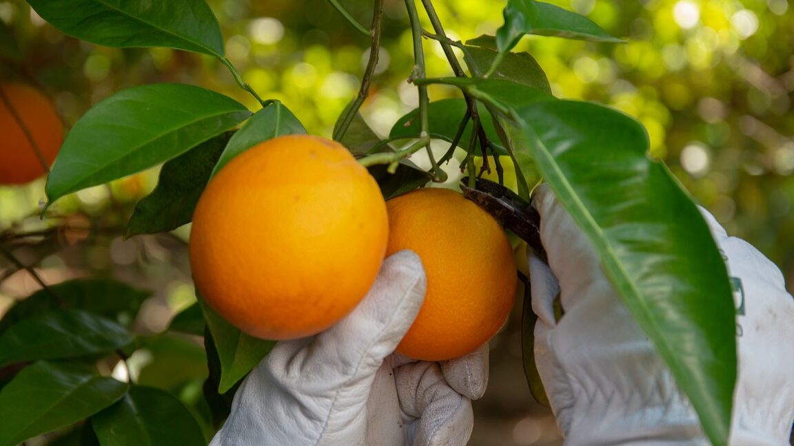 Produtores do Algarve ‘plantam’ laboratório de meio milhão para ...